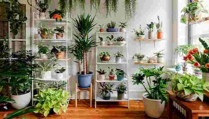 Useful Tips to Take Care of Your Indoor Plants – Giftalove