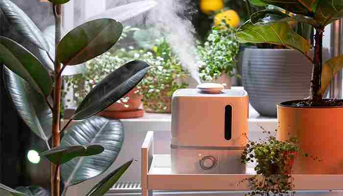 Best Fragrant Indoor Plants to Fill Your Home with Natural Aroma!