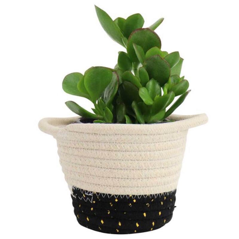 Send Succulent Gift Basket Australia Online AUS23112197 Giftalove