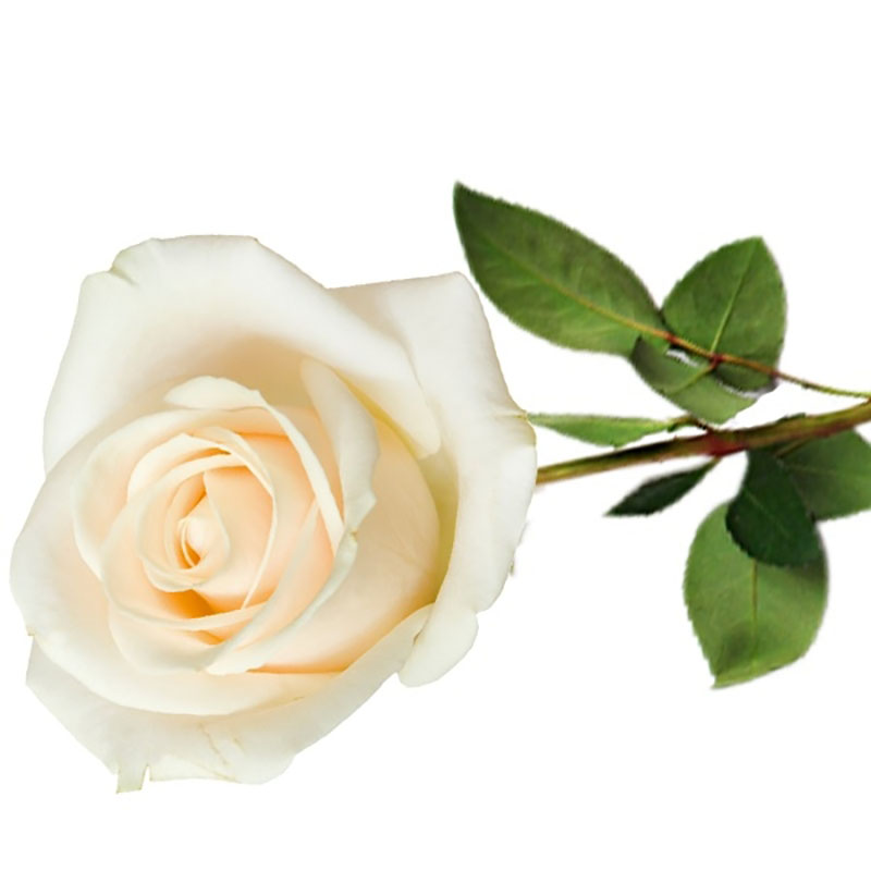 Send White Roses Send Single White Rose Online - GAL22-103217 | Giftalove