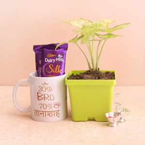 Syngonium Plant Combo for Bro : Send Gift Hampers to Karauli