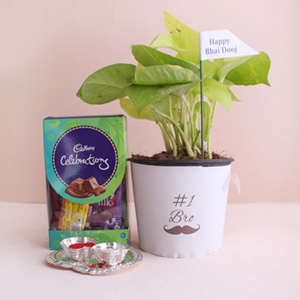 Verdant Hamper for Brother - Gift Hampers to Karnal