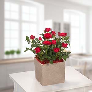 Red Rose Plant in Pot - Plants to Germany