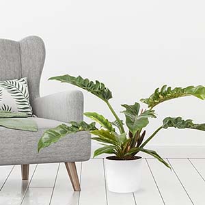 Philodendron Narrow