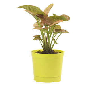 Red Syngonium Plant in kolkata