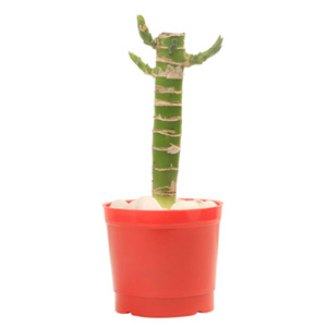 Cut Leaf Bamboo Plant in kolkata