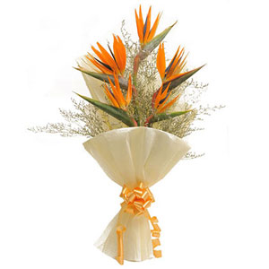 Gorgeous Orange Birds of Paradise for Dad