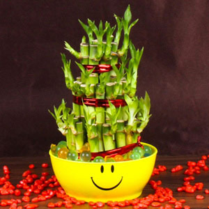 Good Luck Bamboo Plant in a Smiley bowl in kolkata