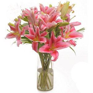 Pink Oriental Lilies 