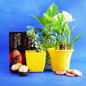 Air Purifying Plants Hamper