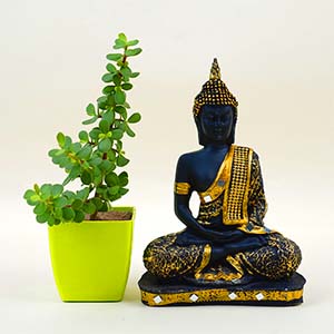 Enlightenment Jade Plant and Buddha Combo