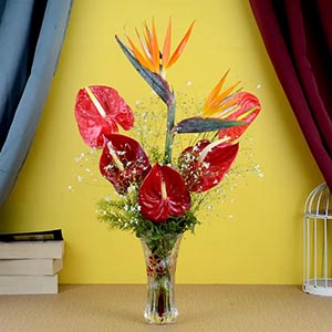 Exotic Anthuriums N Birds of Paradise in Glass Vase