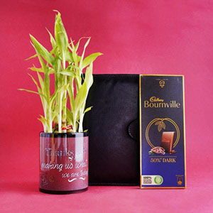 Lucky Bamboo Plant with Mug and Chocolate Hamper