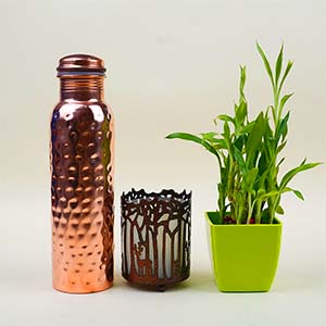 Nature Inspired Plant and Essentials Hamper