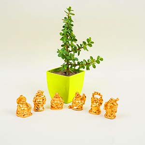 Zen Bliss Gift Set With Laughing Buddha and Jade Plant
