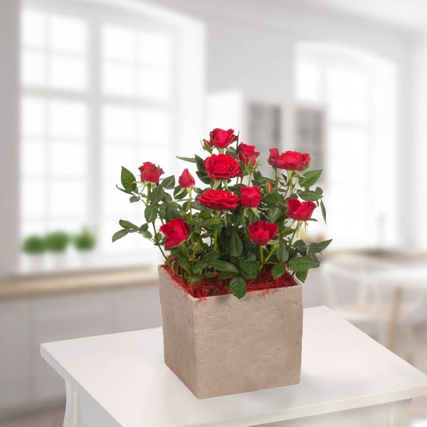 Send Red Rose Plant in Pot Online