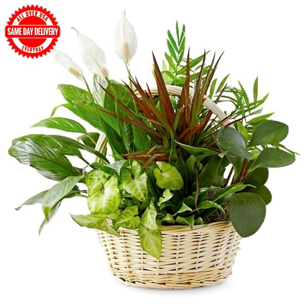 Send Dish Garden Online