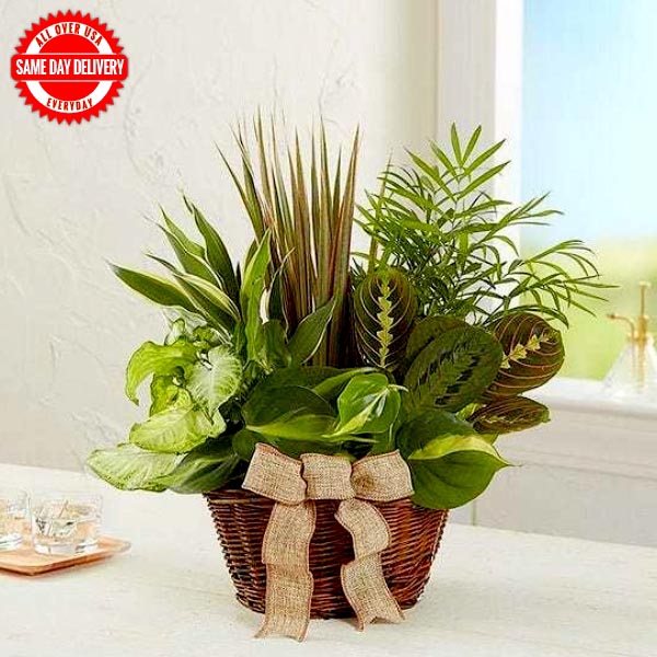 Send Classic Dish Garden Online