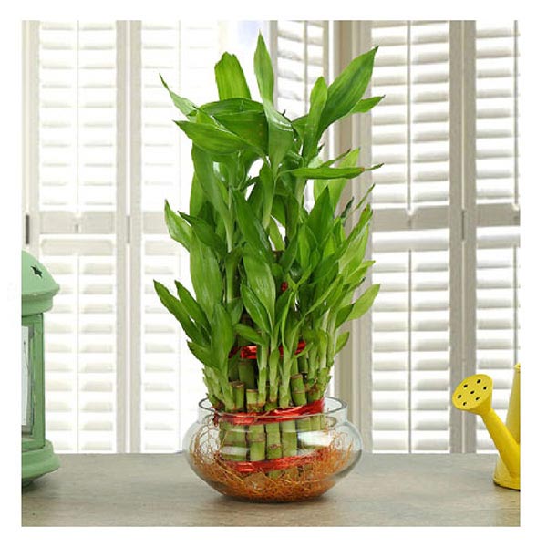 Send Good Luck Bamboo Plant  Online